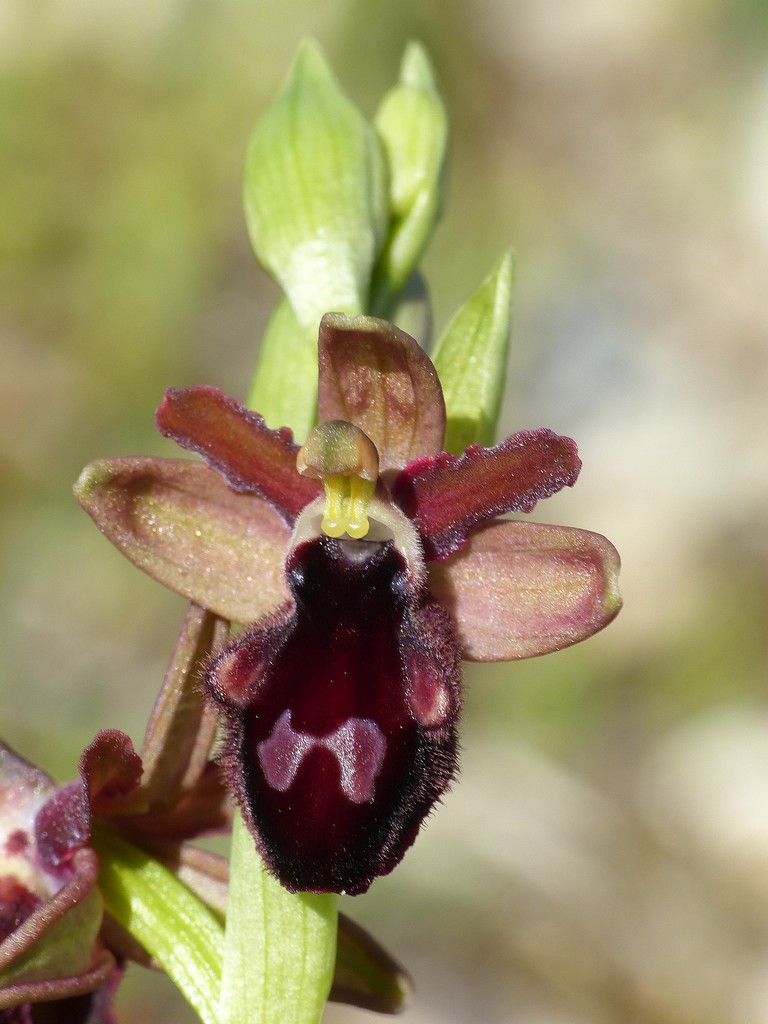 Ophrys promontorii : Abruzzo e Lazio 2019